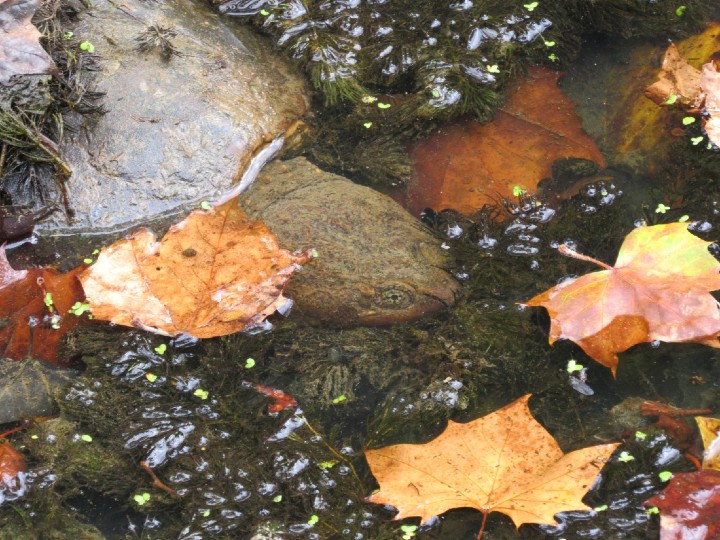 Common Snapping Turtle